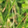 _MG_2343 Lestes barbarus